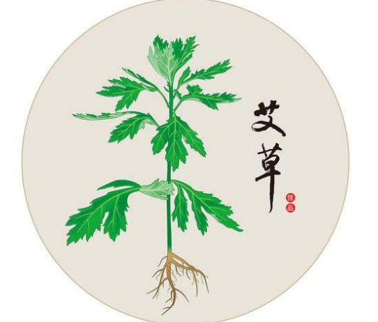 艾绒的另类用法,艾草不离身,医家不登门_腾讯新闻