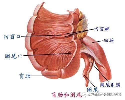 胎儿宫内肠坏死命悬一线 妇幼多学科联合妙手回春 腾讯新闻