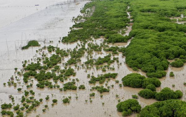 5年200公顷红树林,浙江开启"海上造林",宁波已引种_腾讯新闻