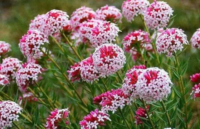 故乡的狗蹄子花