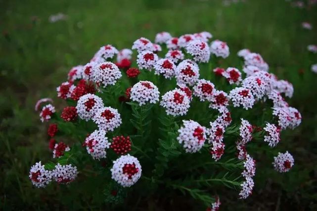 故乡的狗蹄子花