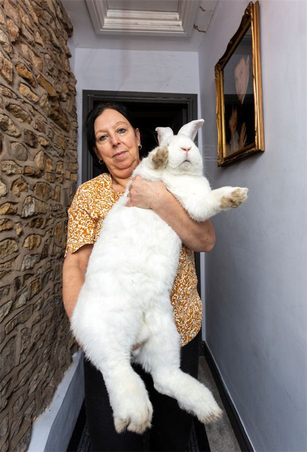 女子养巨型兔子重达9公斤希望培养成动物模特