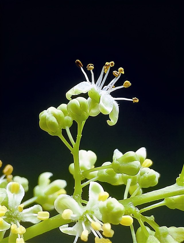 林草科普臭椿为庸材黑历史正名