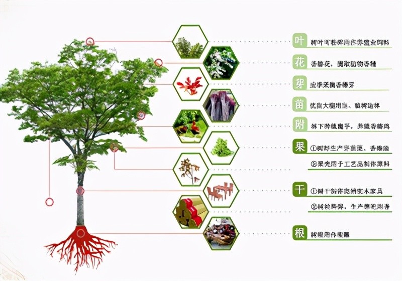 林草科普｜椿树：一木历春秋 一叶满乾坤_腾讯新闻