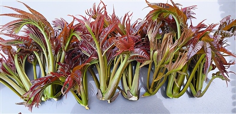 林草科普 椿树 一木历春秋一叶满乾坤 腾讯新闻