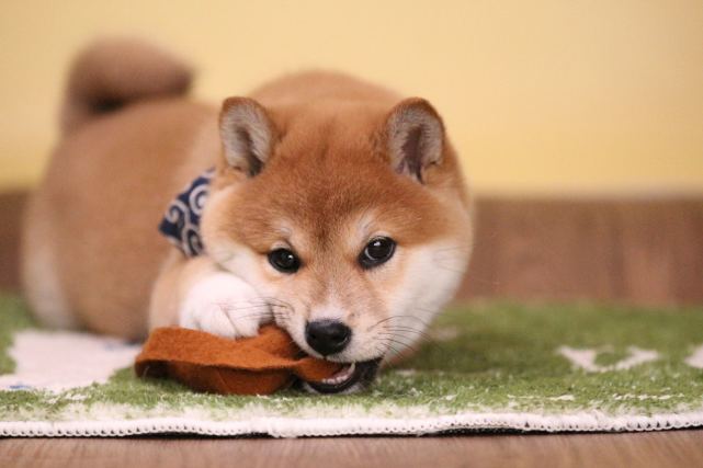 柴犬性格好嗎柴犬的這些性格特點你必須知道