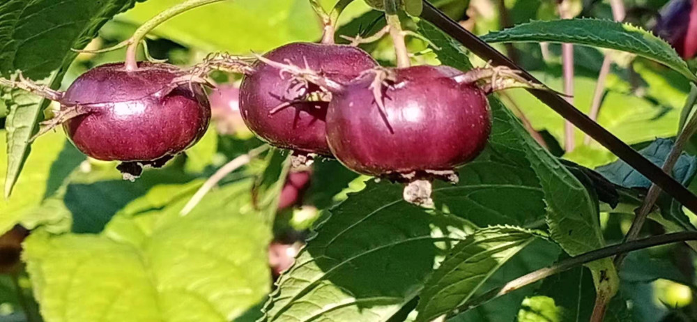 大理金花红果参_腾讯新闻