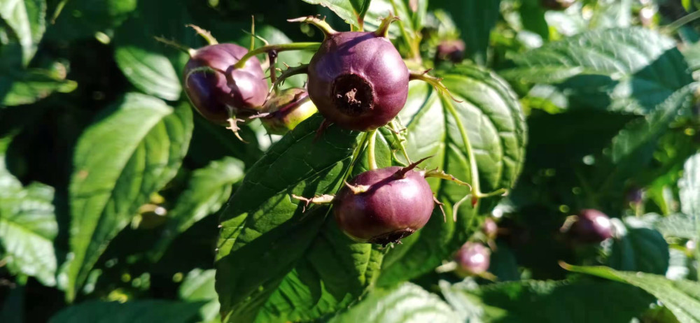 大理金花红果参_腾讯新闻