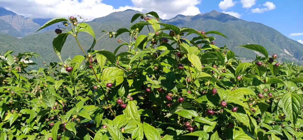大理金花红果参_腾讯新闻
