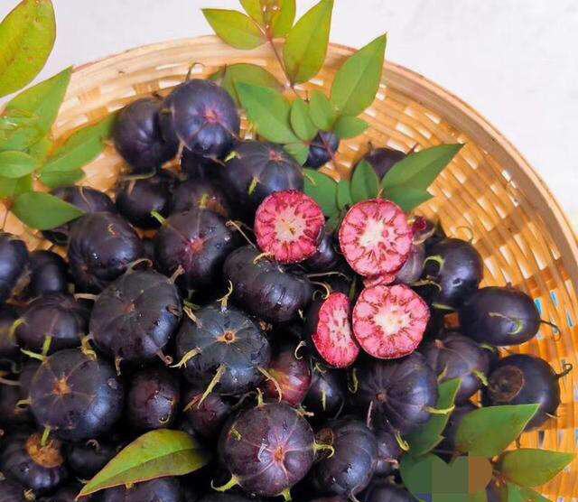 大理金花红果参