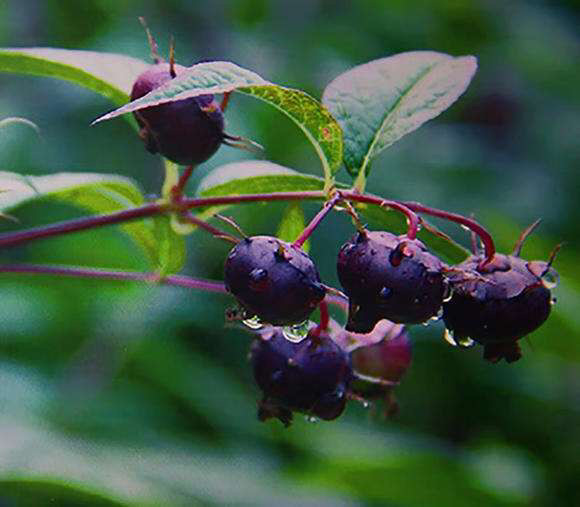 大理金花红果参_腾讯新闻