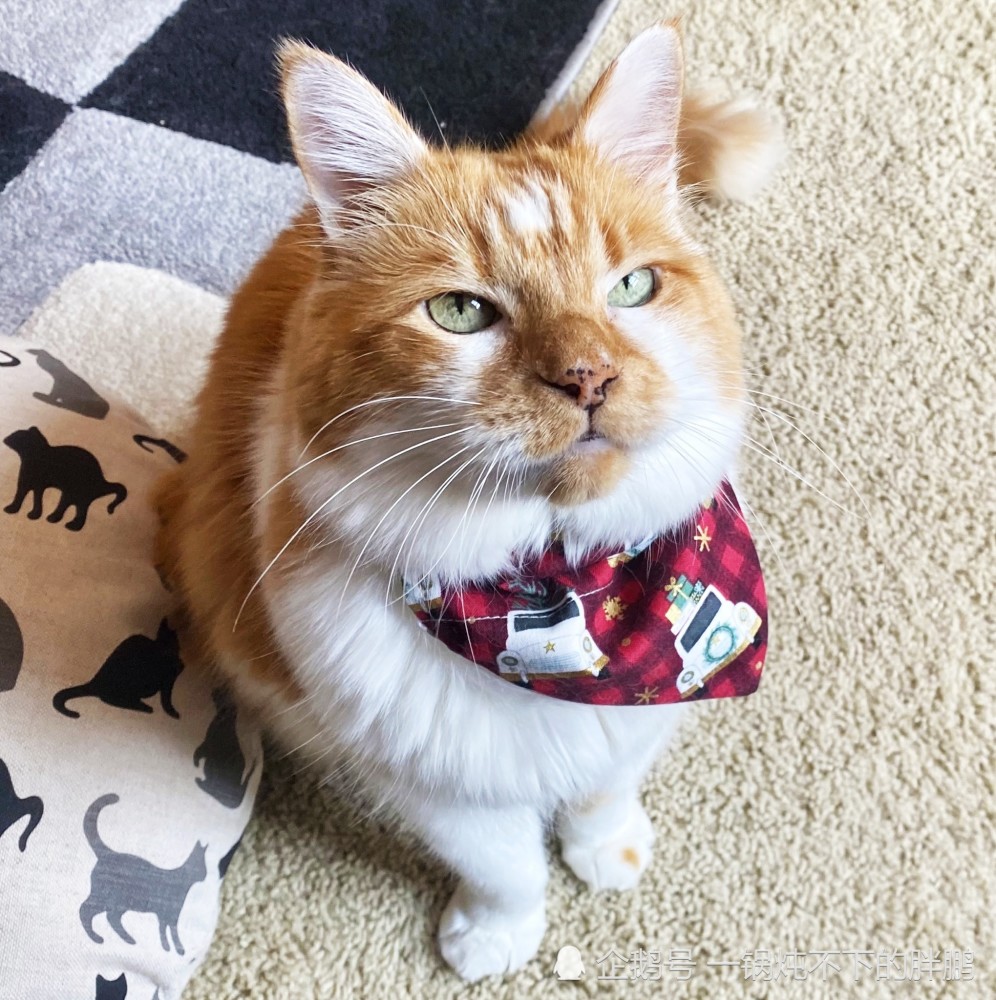 你心动了吗?憨厚可爱～搞笑幽默的萌宠