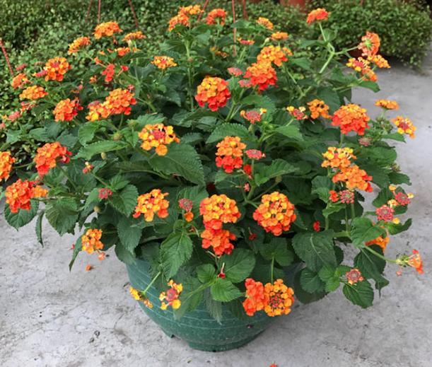 五色梅作为出名的毒花你知道多少能居家盆栽吗