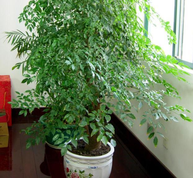 入冬后室内养花 要当心爆发白粉病 一盆不剩 植物 白粉病 盆栽