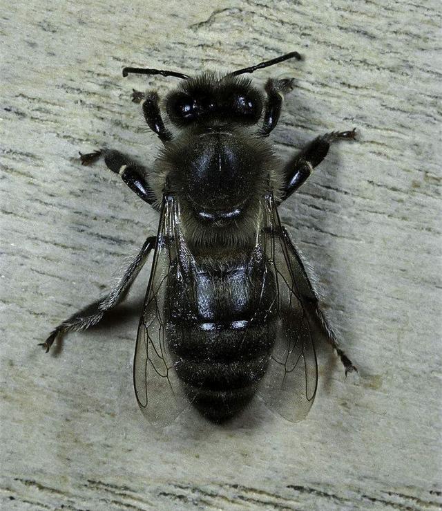 黑色体形巨大的蜜蜂图片