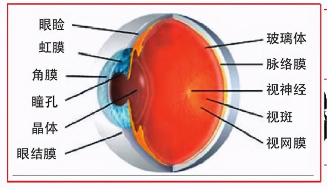 眼球的基本结构图片
