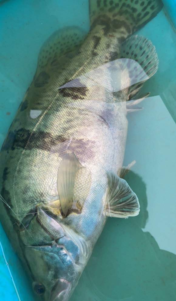 上饒釣魚人河道釣鯽魚,意外釣起罕見