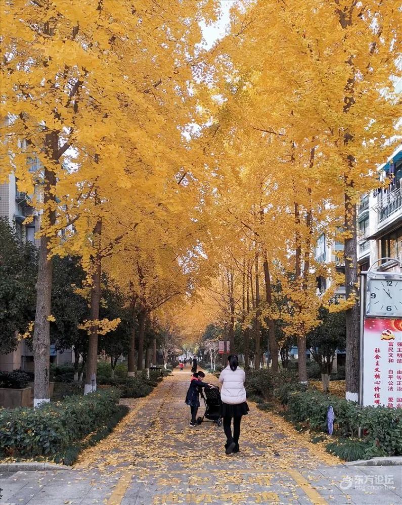 银杏遍地美不胜收宁波这个小区美出天际