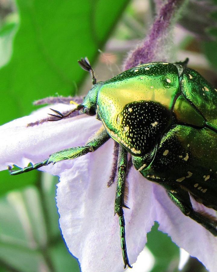危害桃树的金龟子有哪几种?如何防治?