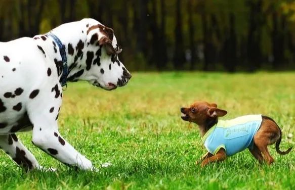 为什么小型犬比大型犬要凶