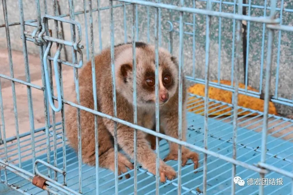 小毒物闖入隴川居民家竟是國家一級保護動物