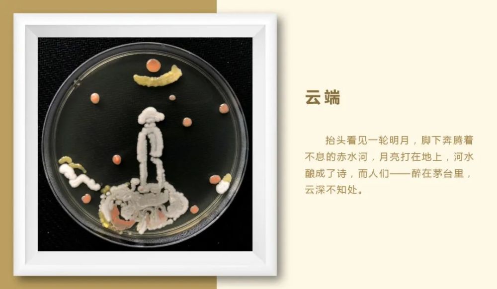 这就是传说中的茅台酿酒微生物