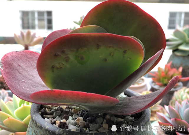 多肉唐印冬天叶片耷拉着是冻伤还是缺水?我们可以如此判断和处理