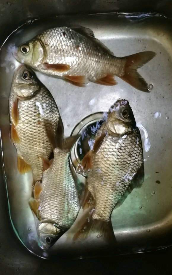 新物種?深圳釣魚人觀瀾湖釣起許多