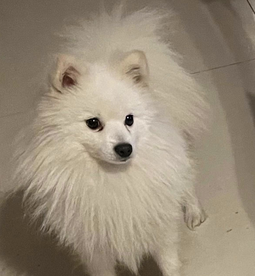 千元寻狗西安市灞桥区广馨苑小区附近67丢失银狐犬一只