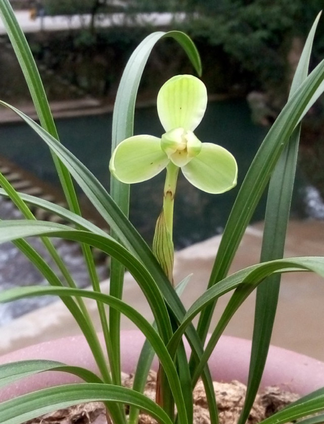 被誉为 国兰双壁 的宋梅 历史悠久 香味浓郁 新手也可以驾驭 腾讯网