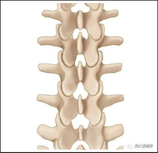 腰椎|灵素馆干货分享，如何准确定位腰椎？