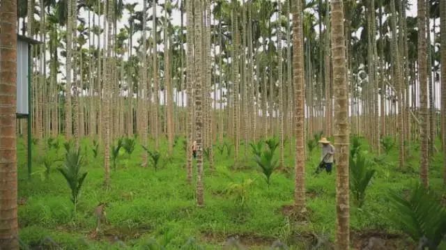 2020中国槟榔排名_胖哥槟榔·2020中国长沙WBA职业拳击精英赛收官之战圆满