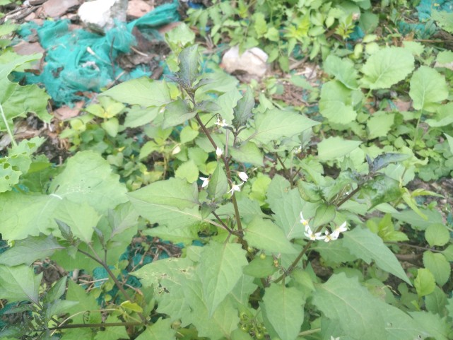 山间田野的小植物 龙葵 小菜 龙葵 野菜 叶子