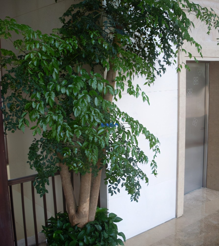 幸福树冬天爱掉叶只要注意这几点安全过冬枝繁叶茂