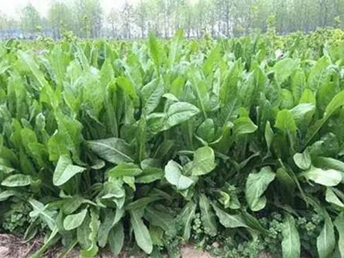 牧草养猪哪种比较好呢?满足适口性等4个条件才是比较好的