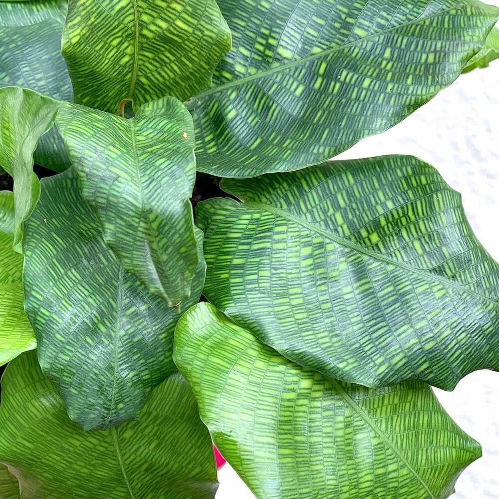 让人忍不住种草的马赛克竹芋暖房里养也不易干叶还能开花