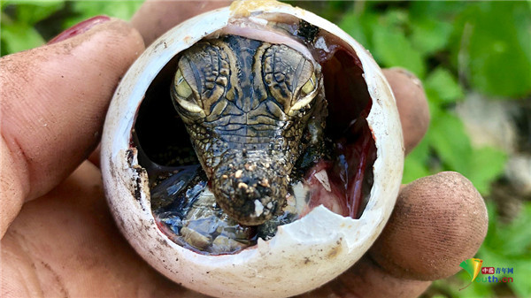 聚焦古巴鳄鱼保护区小鳄鱼破壳而出萌萌哒