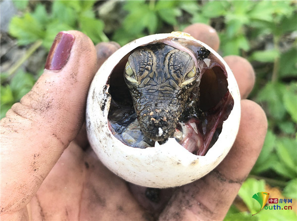 2020年12月14日讯,古巴playa larga,小鳄鱼从蛋中孵化出来.