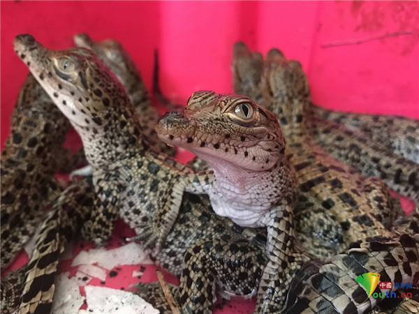 聚焦古巴鳄鱼保护区小鳄鱼破壳而出萌萌哒