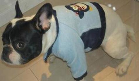 狗狗总是便秘怎么办 兽医 这7个方法可行 腾讯新闻