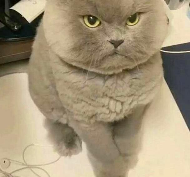 猫咪 恨你入骨 的6个表现 如果有 劝你反省自己 猫咪 铲屎官 家猫 猫砂盆