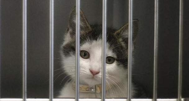 猫咪长期笼养的7个坏处 如果爱猫 请放弃这样做 腾讯新闻