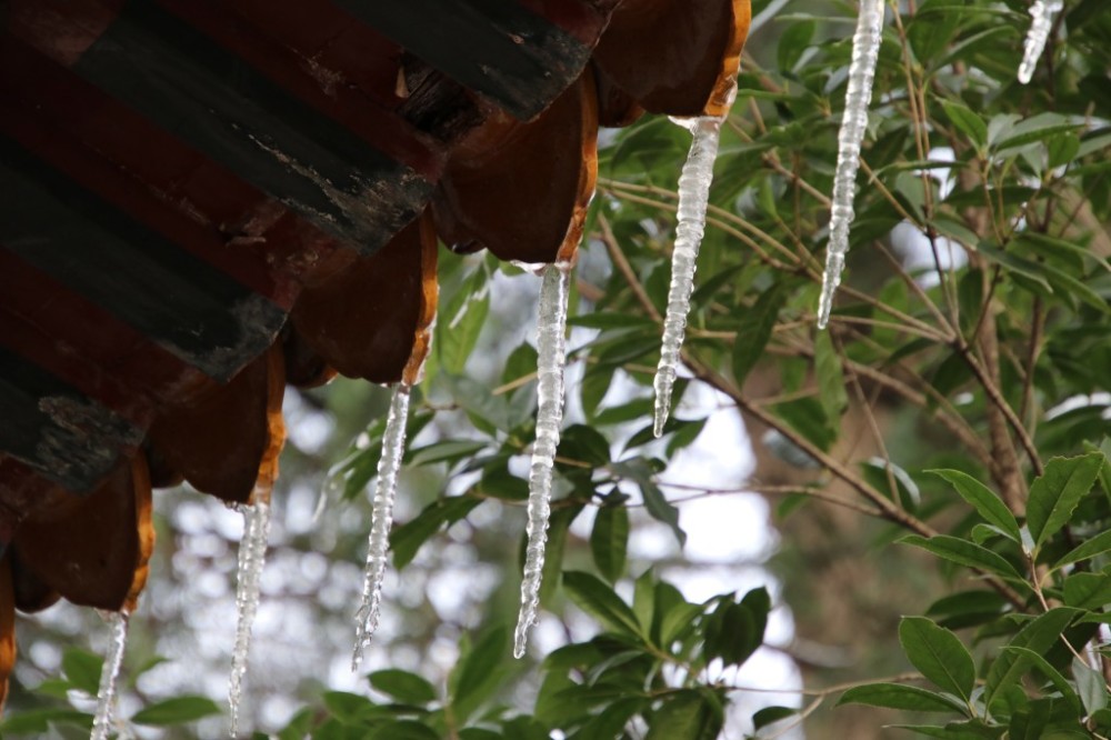 今天南京的氣溫有多低?樹葉上的雪水融化後直接結冰了