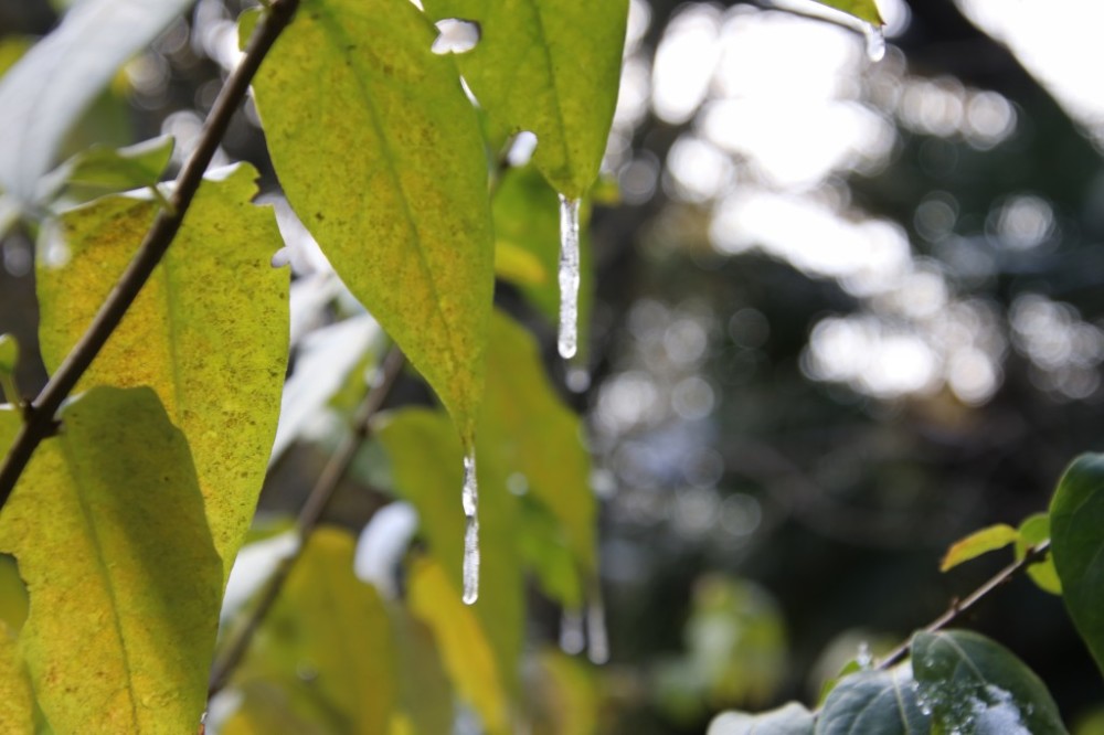 今天南京的氣溫有多低?樹葉上的雪水融化後直接結冰了