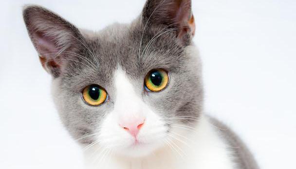 猫咪的鼻子到底有多厉害 我再也不敢在外面撸猫了 腾讯网
