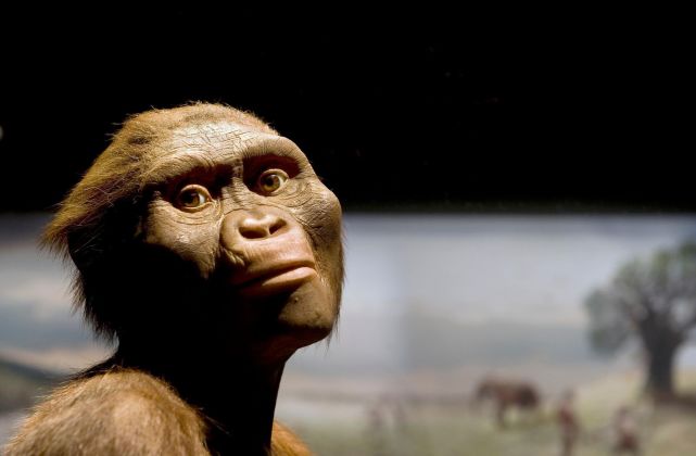 非洲古猿露西图片
