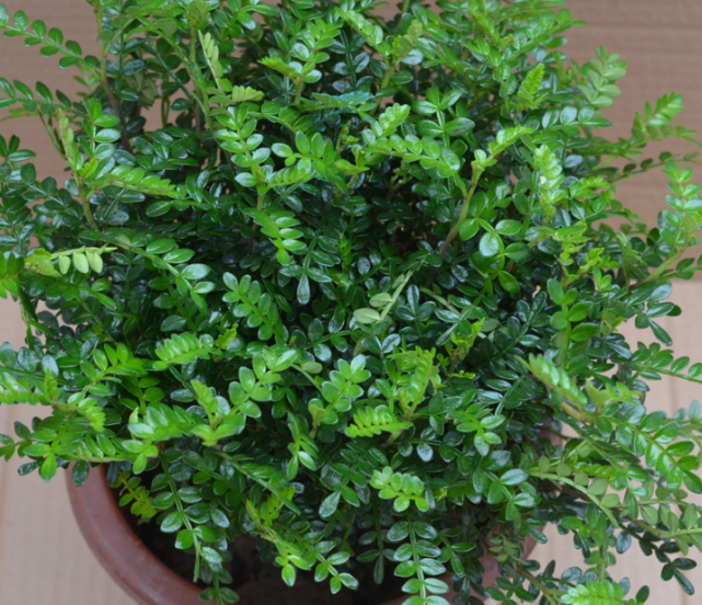 室内养花 喷上4种 水 叶子油亮不发黄 冬天也生机勃勃 观叶植物