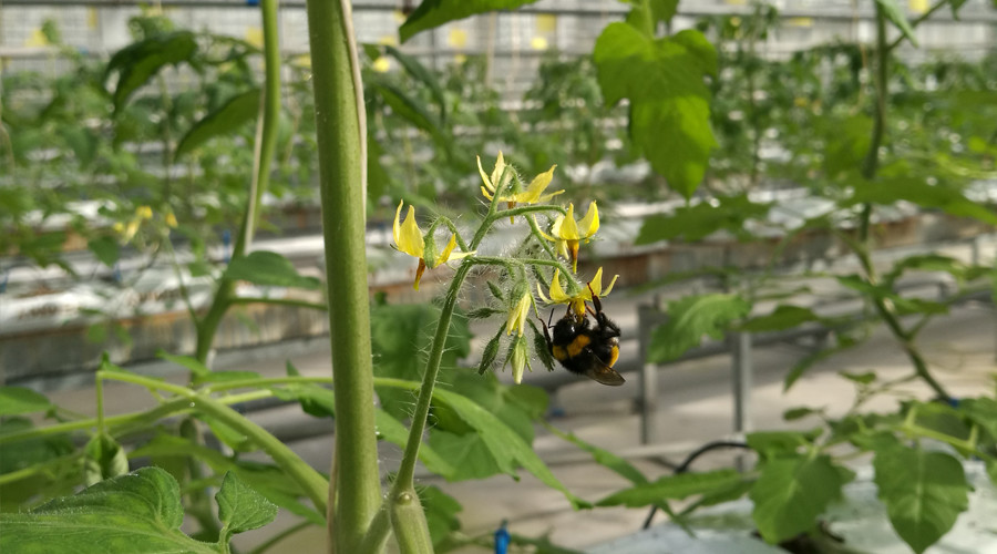 熊蜂虽小 但是种植番茄不能少 腾讯新闻