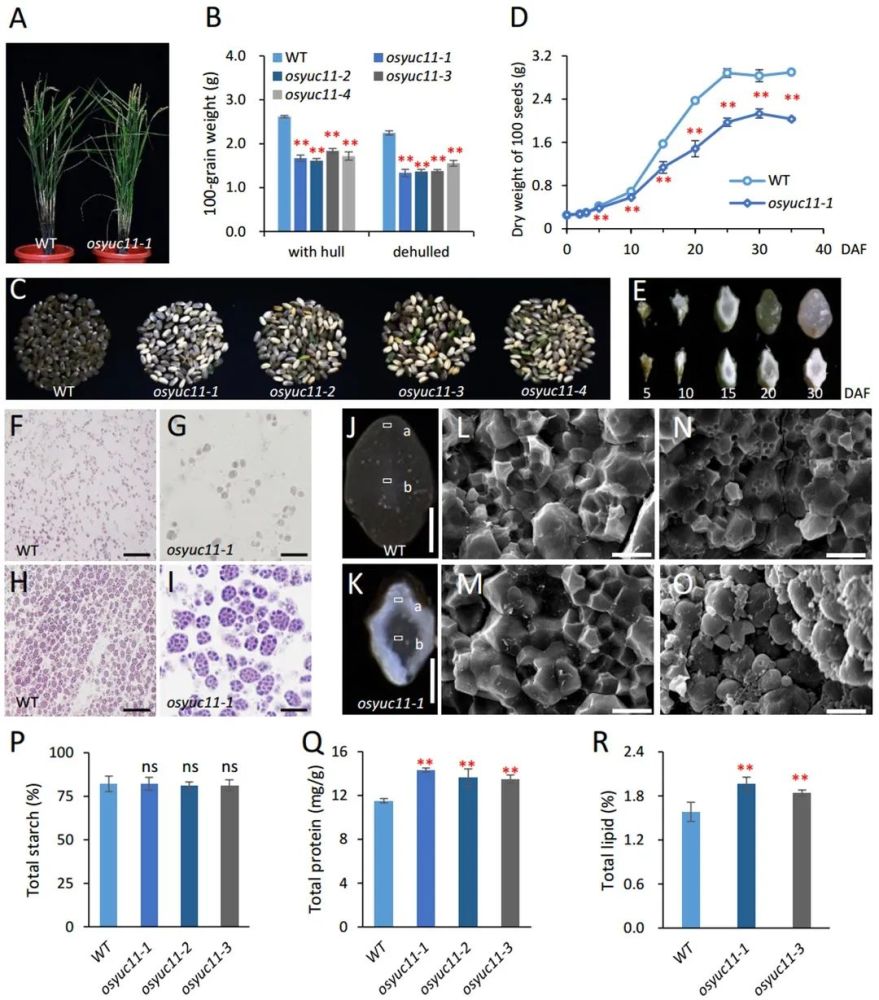 大部分成熟的 osyuc11 突变体种子垩白度增加,这主要是由于外周胚乳