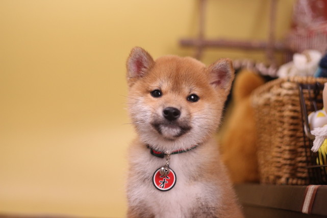 挑选柴犬注意擦亮眼睛才能买到自己心仪的幼柴哦 柴犬 柴柴 犬种 狗狗 幼犬